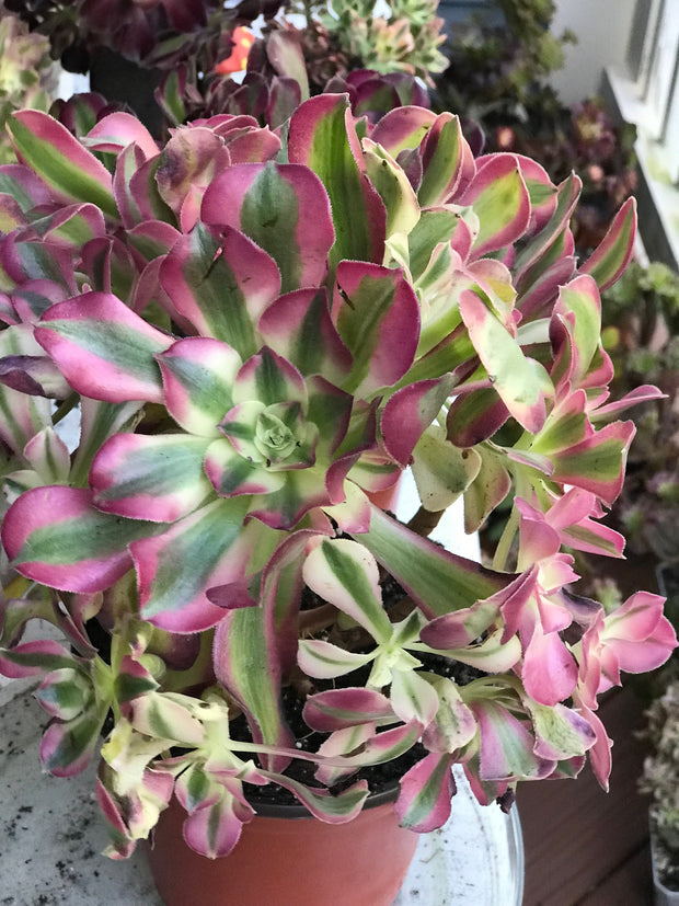 Aeonium Pink Witch  cluster tree. Photos taken 10-1-23. Rare Aeonium