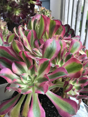 Aeonium Pink Witch  cluster tree. Photos taken 10-1-23. Rare Aeonium