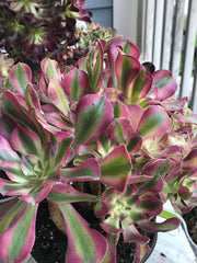 Aeonium Pink Witch  cluster tree. Photos taken 10-1-23. Rare Aeonium