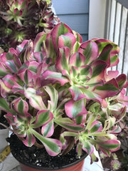 Aeonium Pink Witch  cluster tree. Photos taken 10-1-23. Rare Aeonium