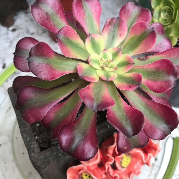 Aeonium Hongyan.  Photos taken 10-16-23. Rare Aeonium