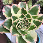 Aeonium Zeus with thick mature stem.  Photos taken 10-16-23. Rare Aeonium