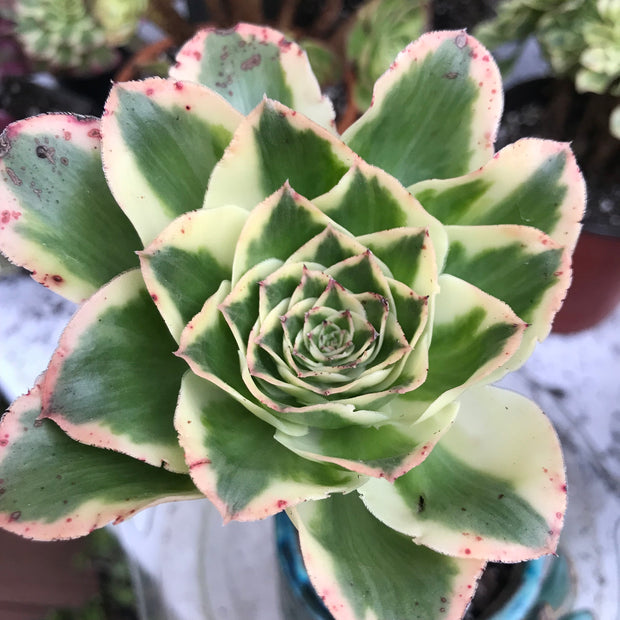 Aeonium Zeus with thick mature stem.  Photos taken 10-16-23. Rare Aeonium