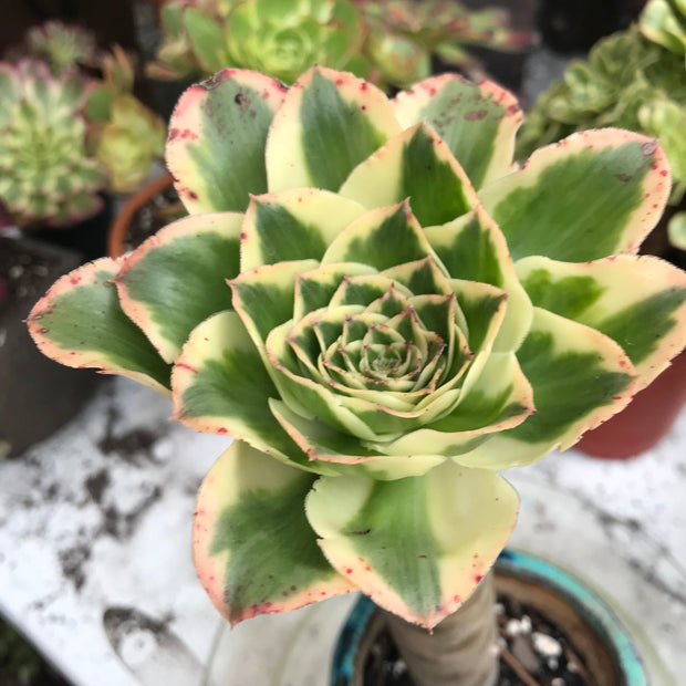 Aeonium Zeus with thick mature stem.  Photos taken 10-16-23. Rare Aeonium