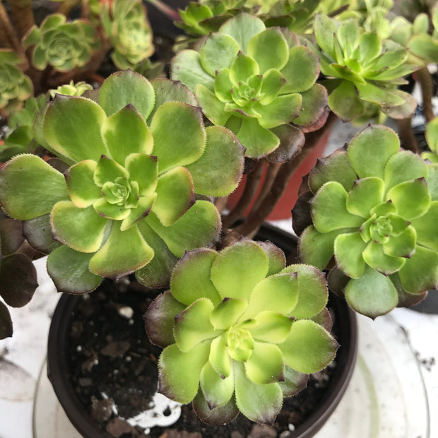 Aeonium Fireworks cluster. Photos taken 10-16-23. Rare Aeonium