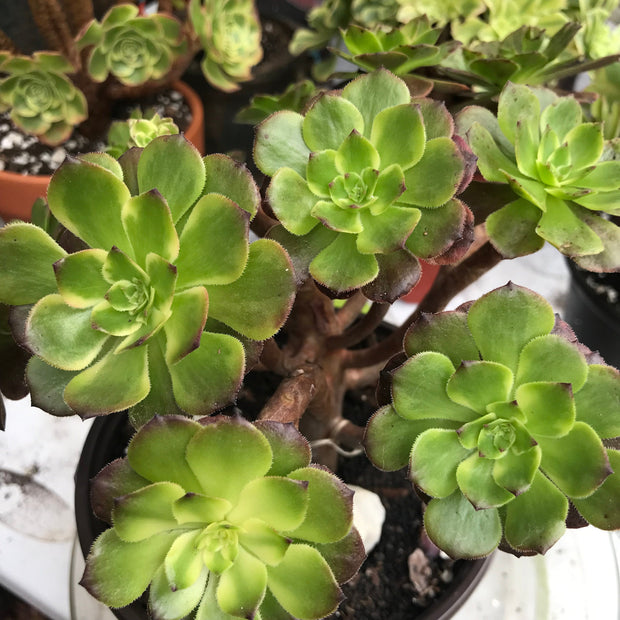 Aeonium Fireworks cluster. Photos taken 10-16-23. Rare Aeonium