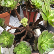 Aeonium Fireworks cluster. Photos taken 10-16-23. Rare Aeonium