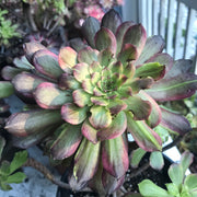 Aeonium Pink Daisy Poker Face 3 year old huge cluster tree. Photos taken 10-17-23. Rare Aeonium