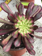 Aeonium Garnet. Photos taken 10-2-23. Rare Aeonium