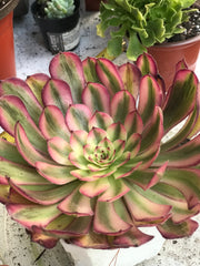 Aeonium Pure Moon Light. Photos taken 10-2-23. Rare Aeonium