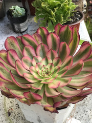 Aeonium Pure Moon Light. Photos taken 10-2-23. Rare Aeonium