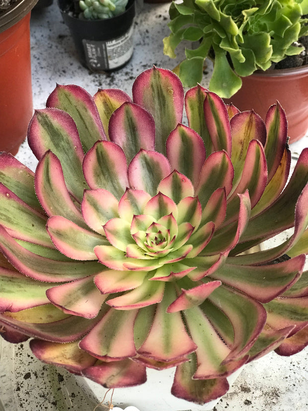 Aeonium Pure Moon Light. Photos taken 10-2-23. Rare Aeonium