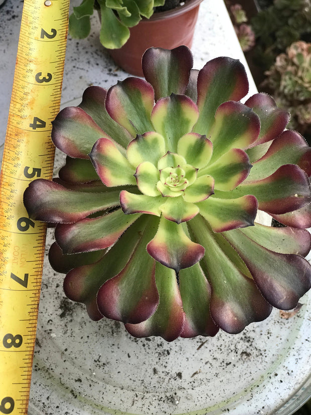 Aeonium Hongyan. Photos taken 10-2-23. Rare Aeonium