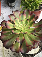 Aeonium Hongyan. Photos taken 10-2-23. Rare Aeonium