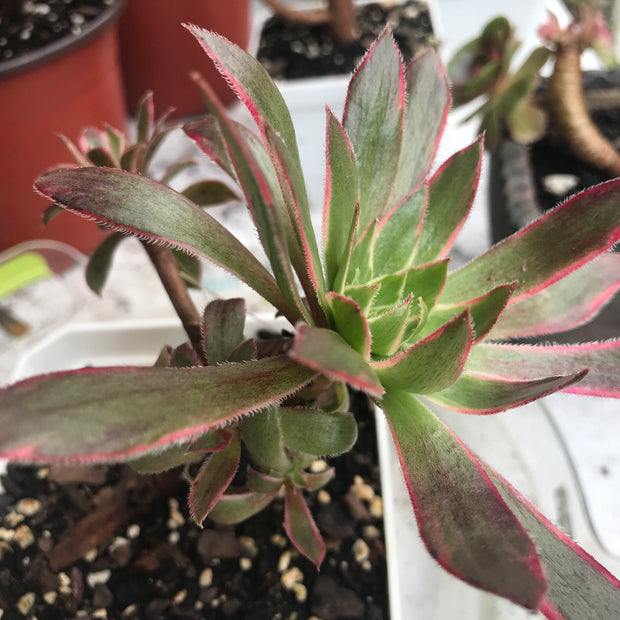 Aeonium Fire cracker cluster. Photos taken 10-17-23. Rare Aeonium