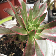 Aeonium Fire cracker cluster. Photos taken 10-17-23. Rare Aeonium