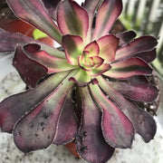 Aeonium Chanelle .  Photos taken 10-4-23. Rare Aeonium