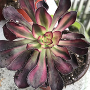 Aeonium Chanelle .  Photos taken 10-4-23. Rare Aeonium