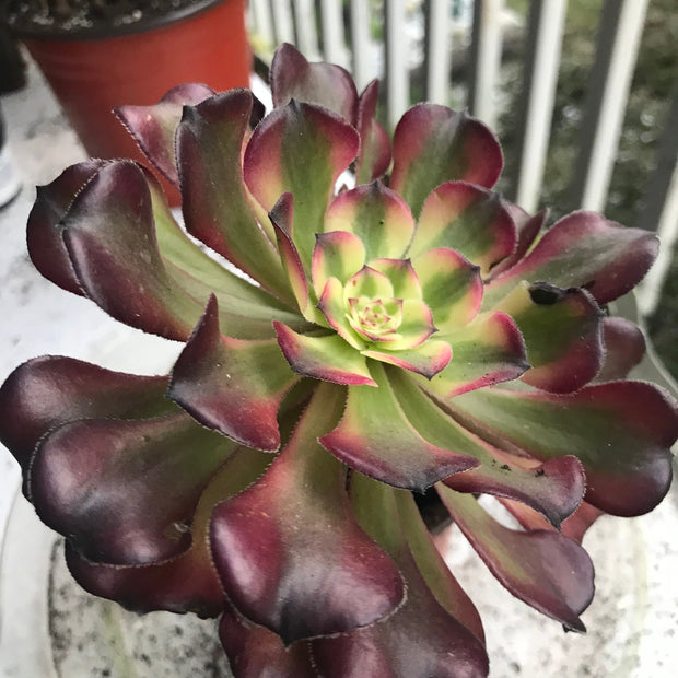 Aeonium Hongyan.  Photos taken 10-4-23. Rare Aeonium