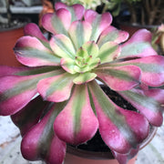 Aeonium Moon bell. Photos taken 10-18-23. Rare Aeonium