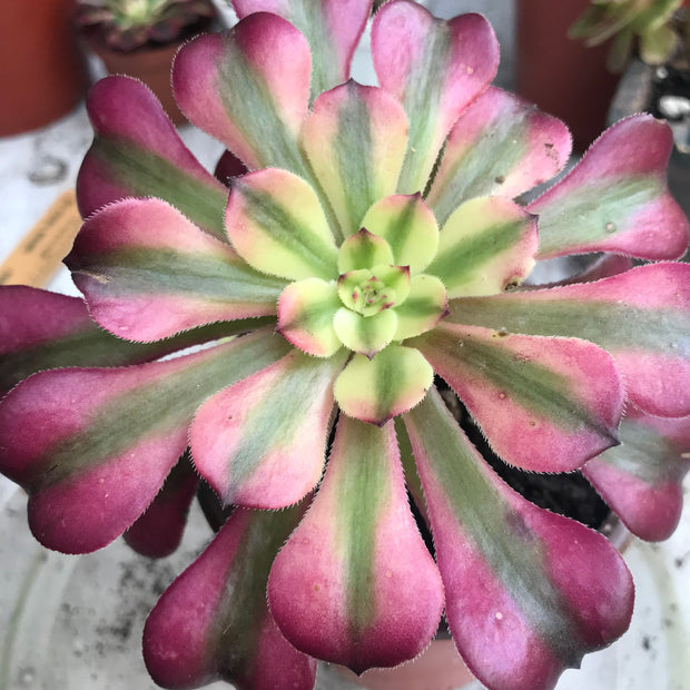 Aeonium Moon bell. Photos taken 10-18-23. Rare Aeonium