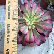 Aeonium Moon bell. Photos taken 10-18-23. Rare Aeonium