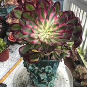 Aeonium White Copper Vase cluster tree. Photos taken 10-5-23. Rare Aeonium