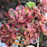 Variegated rare succulent. Aeonium Allure  cluster tree. Photos taken 10-19-23. Rare Aeonium