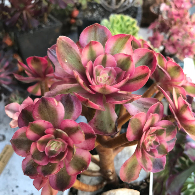 Variegated rare succulent. Aeonium Allure  cluster tree. Photos taken 10-19-23. Rare Aeonium