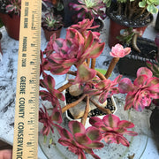 Variegated rare succulent. Aeonium Allure  cluster tree. Photos taken 10-19-23. Rare Aeonium