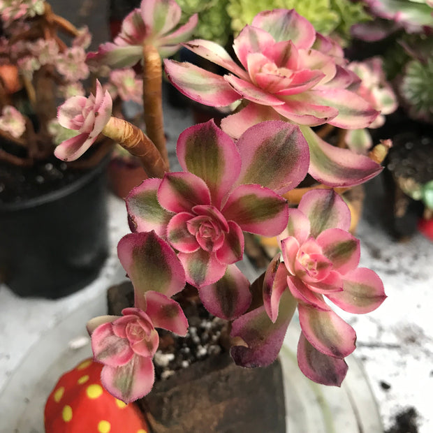 Variegated rare succulent. Aeonium Allure cluster. Great deal. New mark down. Photos taken 10-20-23. Rare Aeonium