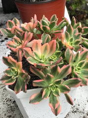 Aeonium sweet tea cluster. Photos taken 10-7-23. Rare Aeonium