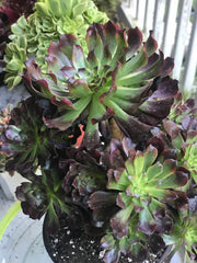 Aeonium Dark Princess cluster tree. Very rare. Photos taken 10-7-23. Rare Aeonium