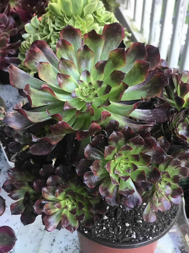 Aeonium Dark Princess cluster tree. Very rare. Photos taken 10-7-23. Rare Aeonium