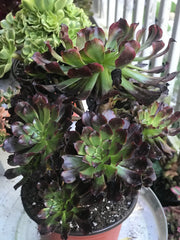 Aeonium Dark Princess cluster tree. Very rare. Photos taken 10-7-23. Rare Aeonium