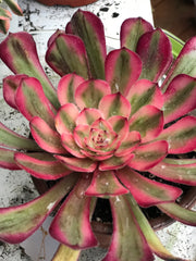 Aeonium Pure Moon Light. Photos taken 10-7--23. Rare Aeonium