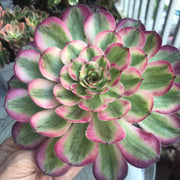 Aeonium Pure Moon Light. Photos taken 10-8-23. Rare Aeonium