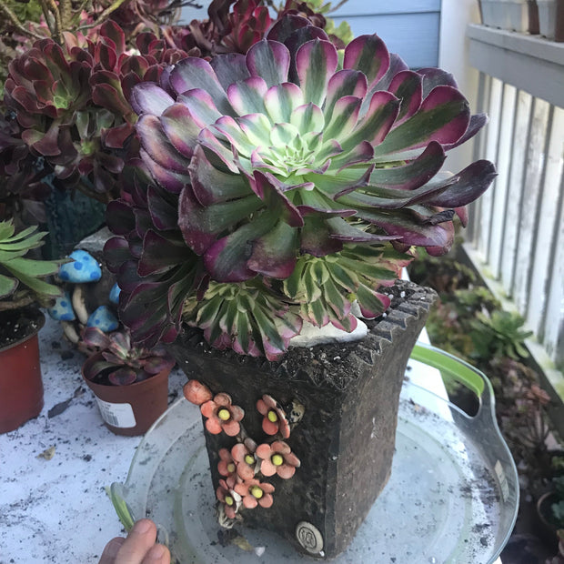 Aeonium Large White Zwartkop cluster tree. Photos taken 10-8-23. Rare Aeonium