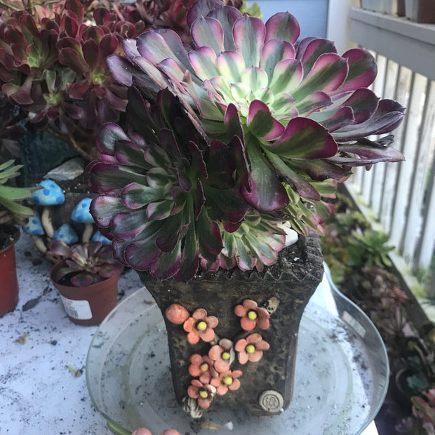 Aeonium Large White Zwartkop cluster tree. Photos taken 10-8-23. Rare Aeonium