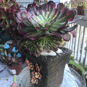 Aeonium Large White Zwartkop cluster tree. Photos taken 10-8-23. Rare Aeonium