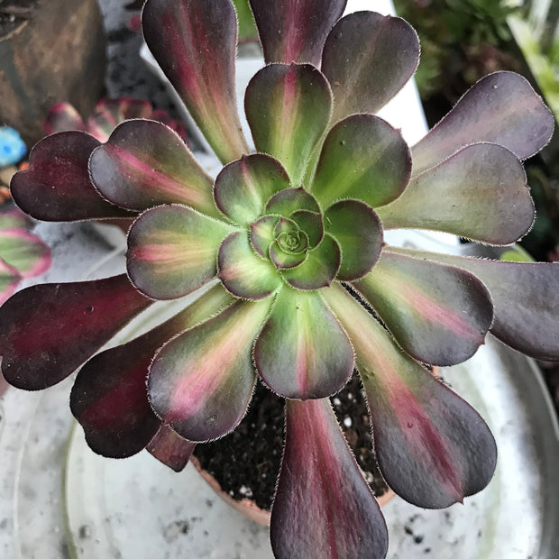 Aeonium Sunset glow.  Photos taken 10-9-23. Rare Aeonium