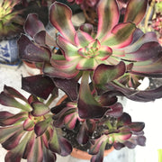 Aeonium Chanelle cluster tree. Photos taken 10-10-23. Rare Aeonium