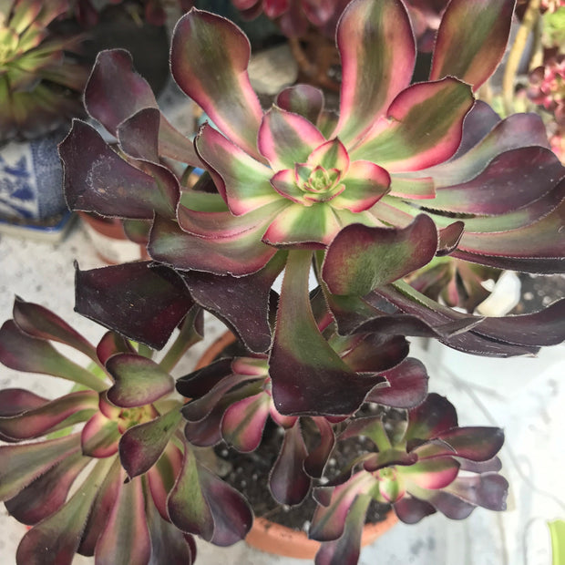 Aeonium Chanelle cluster tree. Photos taken 10-10-23. Rare Aeonium