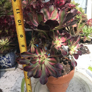 Aeonium Chanelle cluster tree. Photos taken 10-10-23. Rare Aeonium