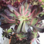 Aeonium Chanelle cluster tree. Photos taken 10-10-23. Rare Aeonium