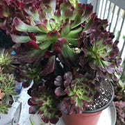 Aeonium Dark Princess cluster tree. Very rare. Photos taken 10-10-23. Rare Aeonium