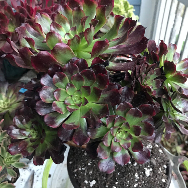 Aeonium Dark Princess cluster tree. Very rare. Photos taken 10-10-23. Rare Aeonium