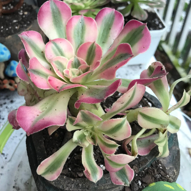 Aeonium Pink Witch  cluster. Photos taken 10-10-23. Rare Aeonium