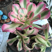 Aeonium Pink Witch  cluster. Photos taken 10-10-23. Rare Aeonium