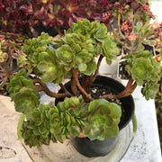 Aeonium Crested Gold Wave. Photos taken 10-10-23. Rare Aeonium.